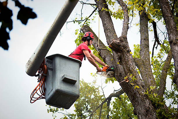  Port Chester, NY Tree Removal Pros