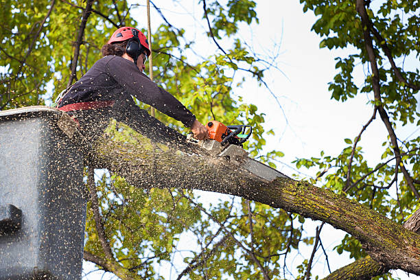 Best Weed Control  in Port Chester, NY